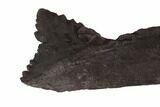 Bizarre Edestus Shark Tooth In Jaw Section - Carboniferous #94439-3